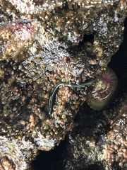 Emplectonema gracile