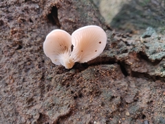 Pleurotus djamor