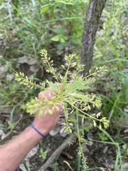 Rorippa palustris palustris