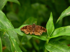 Nisoniades rubescens