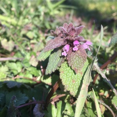 Lamium purpureum purpureum
