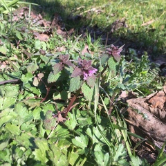 Lamium purpureum purpureum