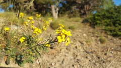 Erysimum nevadense