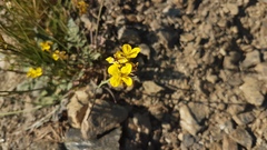 Erysimum nevadense