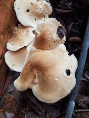 Macrocybe