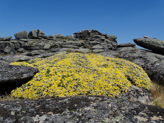 Echinospartum ibericum