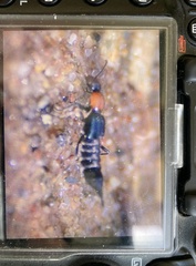 Paederidus ruficollis