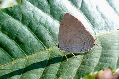 Symbiopsis lenitas