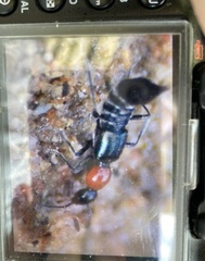 Paederidus ruficollis