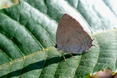 Symbiopsis lenitas