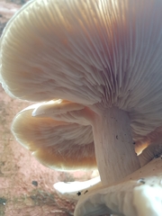 Macrocybe
