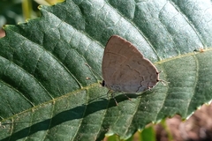 Symbiopsis lenitas