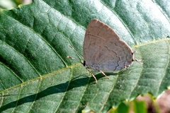 Symbiopsis lenitas