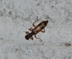 Cymatodera undulata