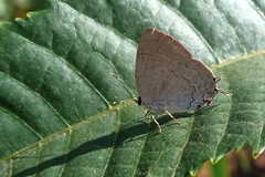 Symbiopsis lenitas