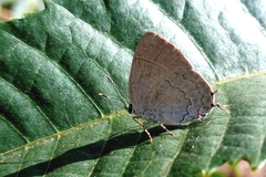 Symbiopsis lenitas