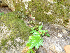 Scrophularia sublyrata