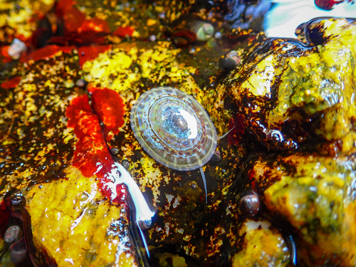 Tortoiseshell Limpet