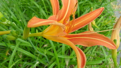 Hemerocallis fulva