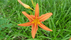 Hemerocallis fulva