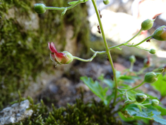 Scrophularia sublyrata