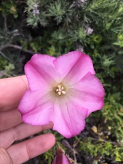 Calystegia purpurata