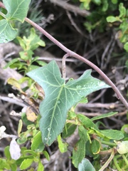 Calystegia purpurata