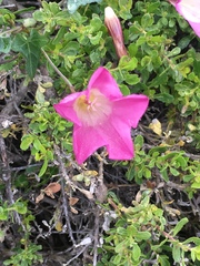 Calystegia purpurata