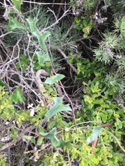 Calystegia purpurata