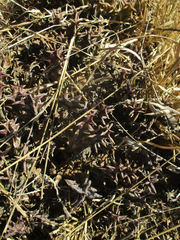 Ceropegia lutea subsp. lutea image