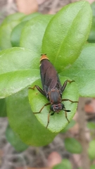 Phyllomydas parvulus