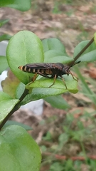 Phyllomydas parvulus