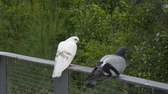 Columba livia domestica