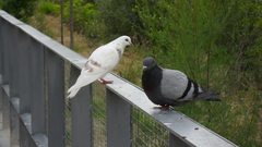 Columba livia domestica