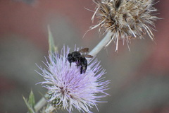 Xylocopa tabaniformis androleuca