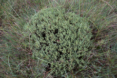 Thymelaea tinctoria