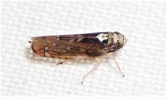 Scaphoideus pullus