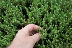 Thymelaea tinctoria
