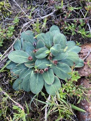 Euphorbia ecklonii