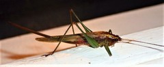 Conocephalus attenuatus