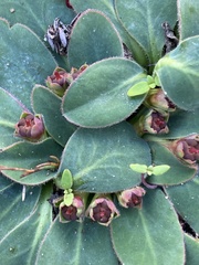 Euphorbia ecklonii