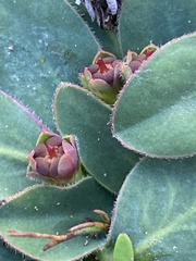 Euphorbia ecklonii