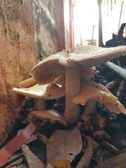 Macrocybe
