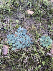 Euphorbia ecklonii
