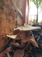 Macrocybe