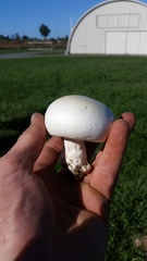 Agaricus arvensis image