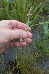 Polygala monspeliaca