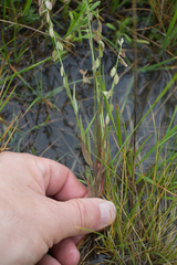Polygala monspeliaca