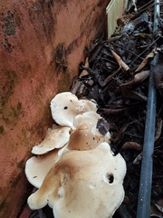 Macrocybe