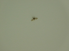 Leucinodes orbonalis